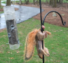That+squirrel+s+nuts+that+squirrels+nut+s_5fe2a7_4893894.png