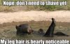 funny-bear-water-shave-legs-bearly-noticeable-pics[1] (2).jpg