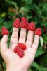 raspberries_on_fingers.jpg