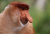 01-proboscis-monkey-NationalGeographic_2684060.jpg