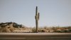 cactus_road_desert_155605_1280x720.jpg